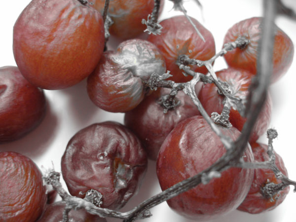 369908929_200ee7ccde_b