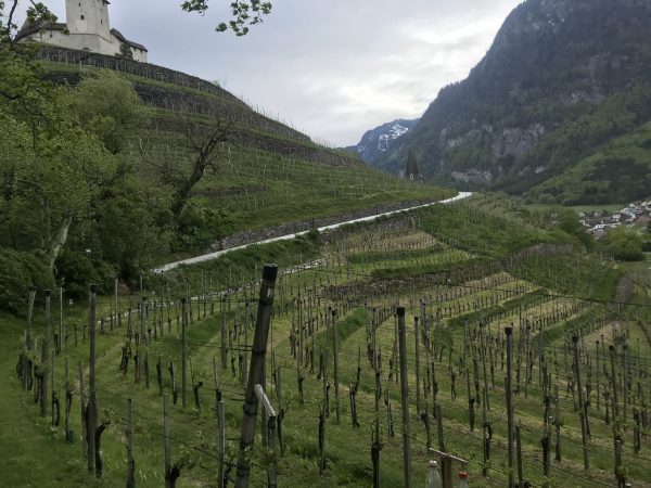 Lichtenstein vineyards