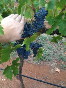 The Jacobs Creek Files: On Coonawarra