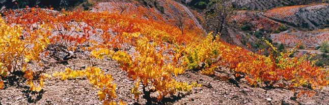 Brilliant Priorat: Vall Llach 2006
