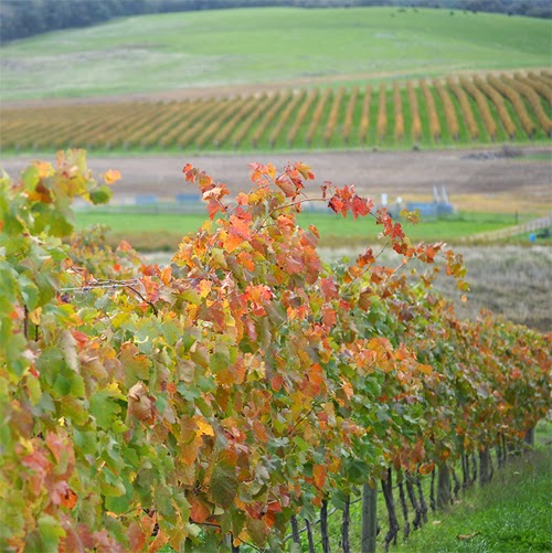 A new star producer from Beechworth : Domenica & Two Cells