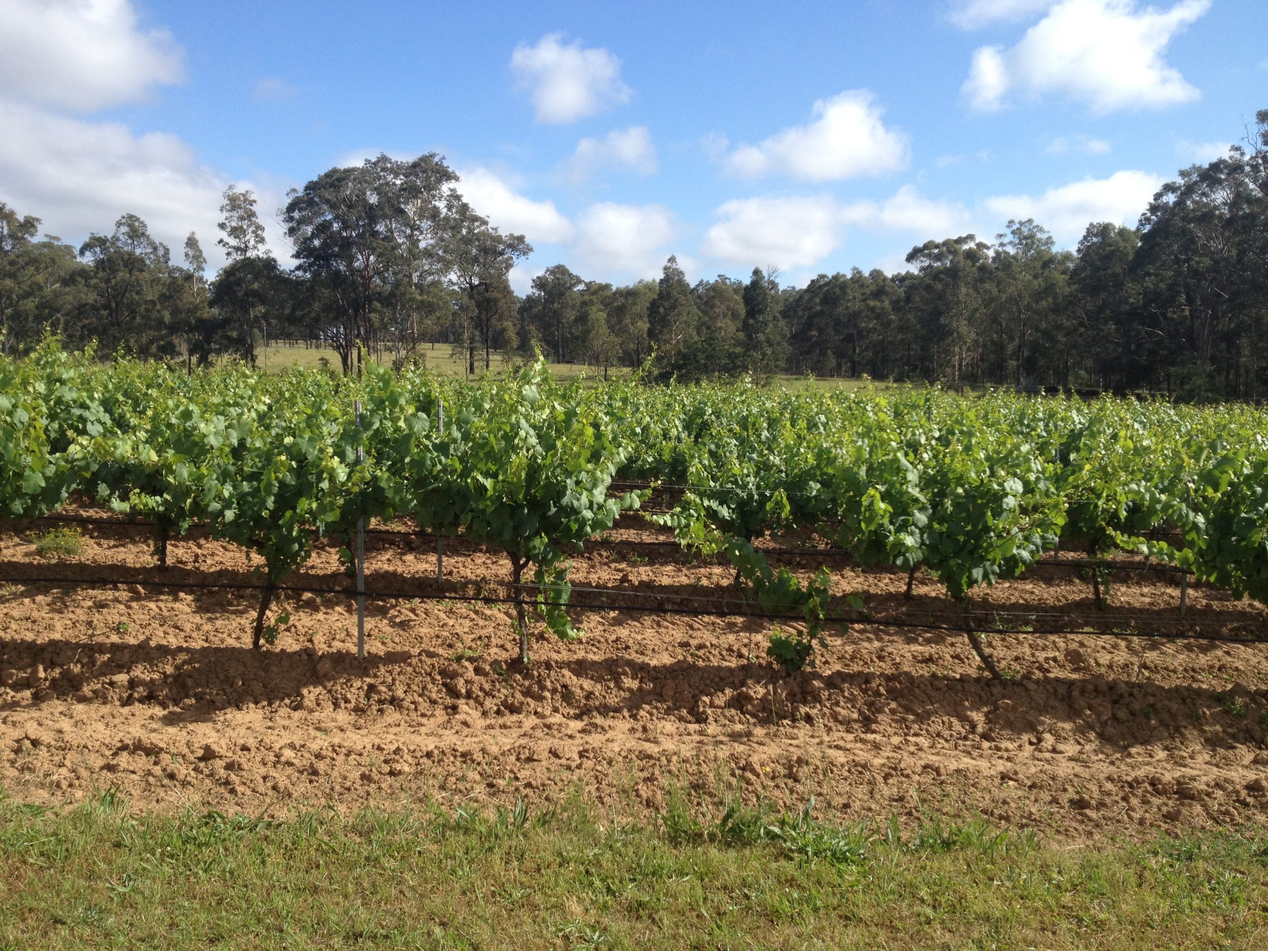 NT minimum alcohol price is a massive threat to the Australian wine industry – unless we change our tax system