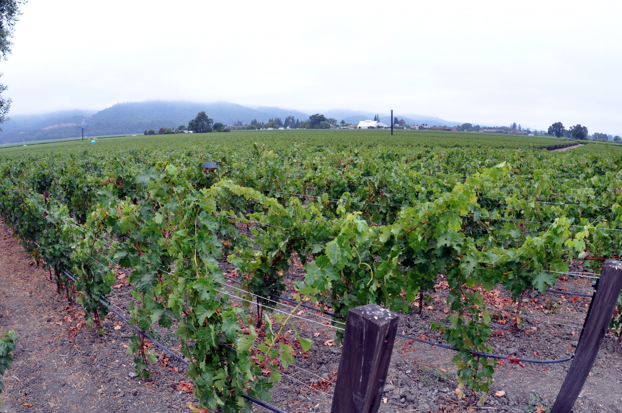 Why I won’t be buying the Penfolds Champagne or Napa Cabernet