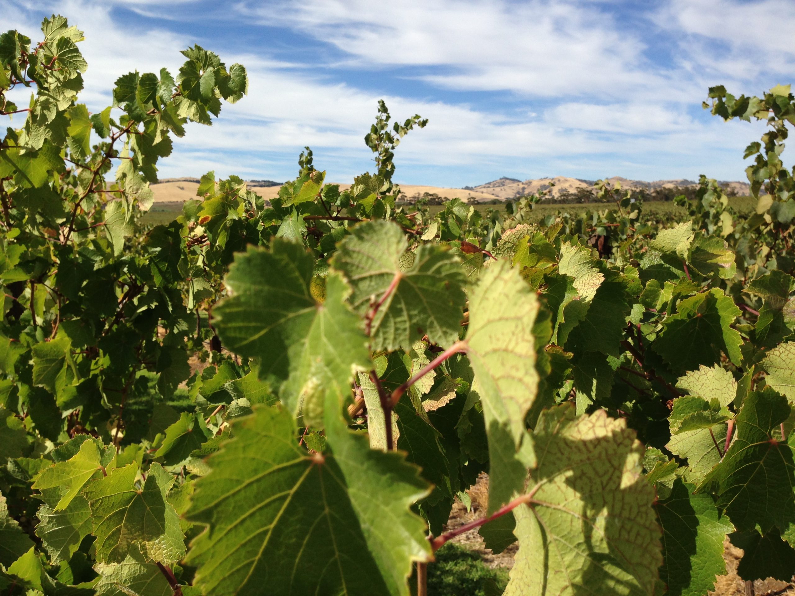 Barossa vineyard
