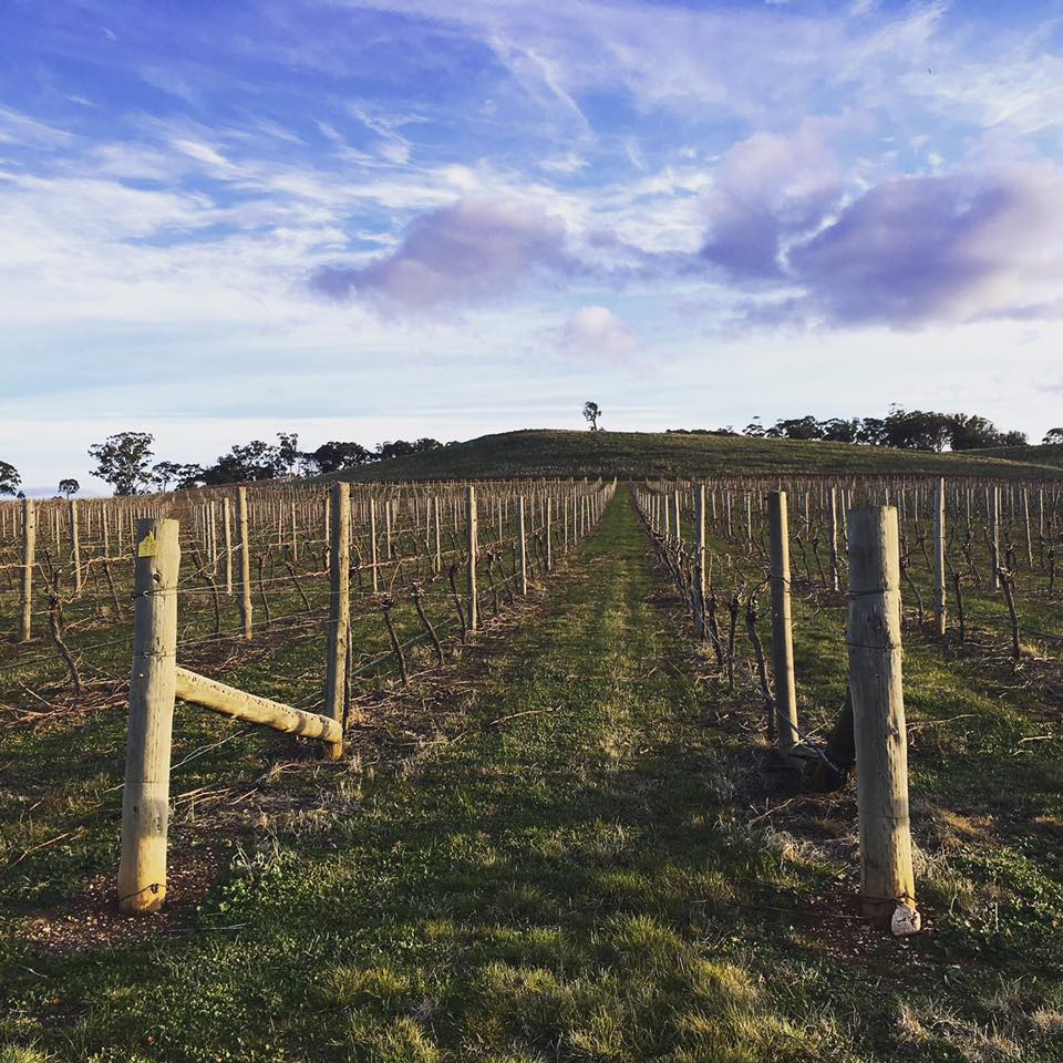 An inside look at the new era of named vineyards