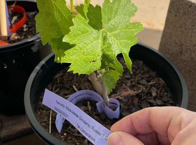 Reposting a deep dive into Australia’s first Nerello Mascalese