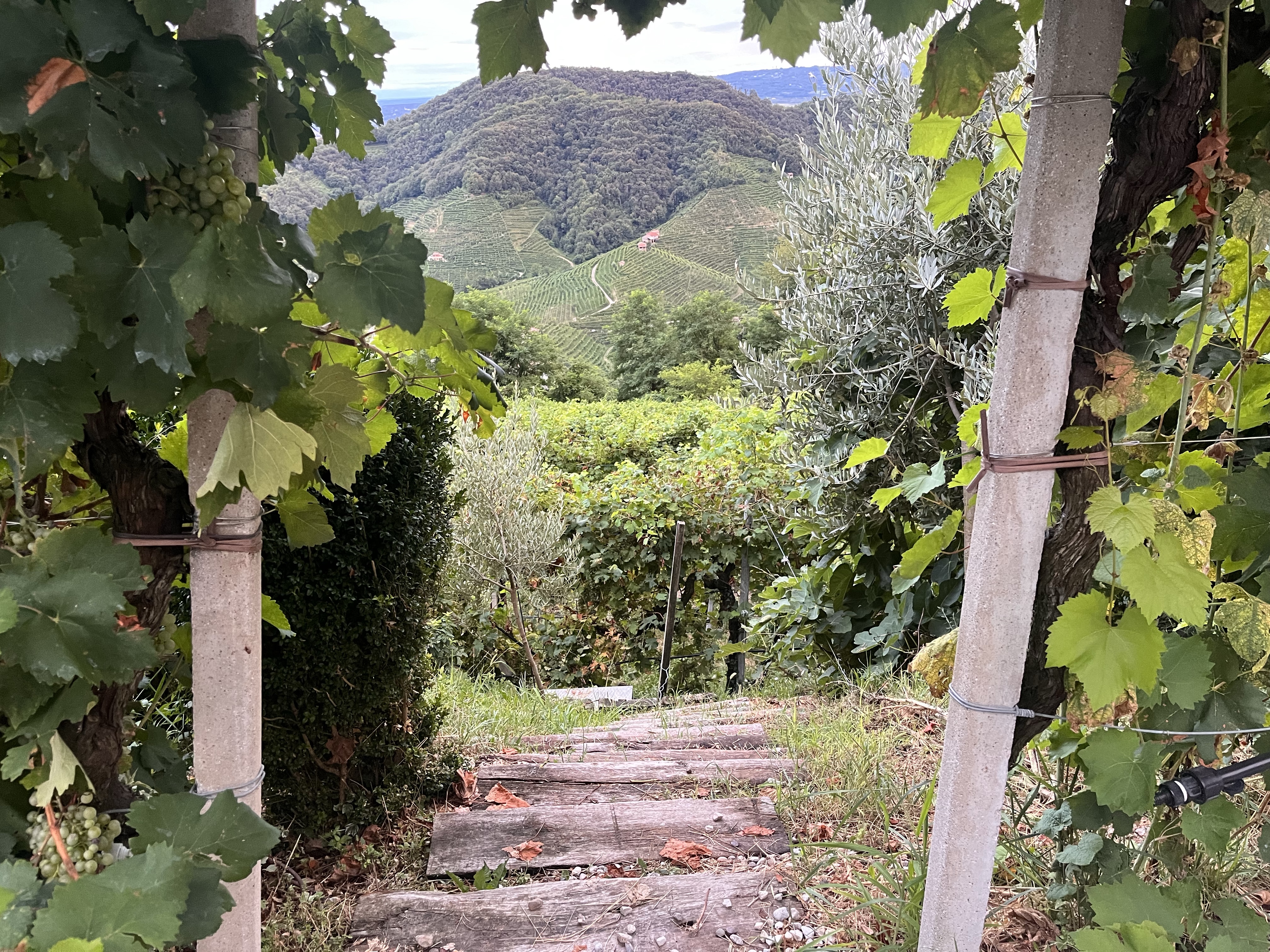 Conegliano Valdobbiadene Prosecco vista