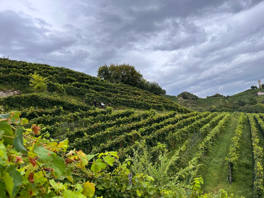 Conegliano Valdobbiadene vineyard walk
