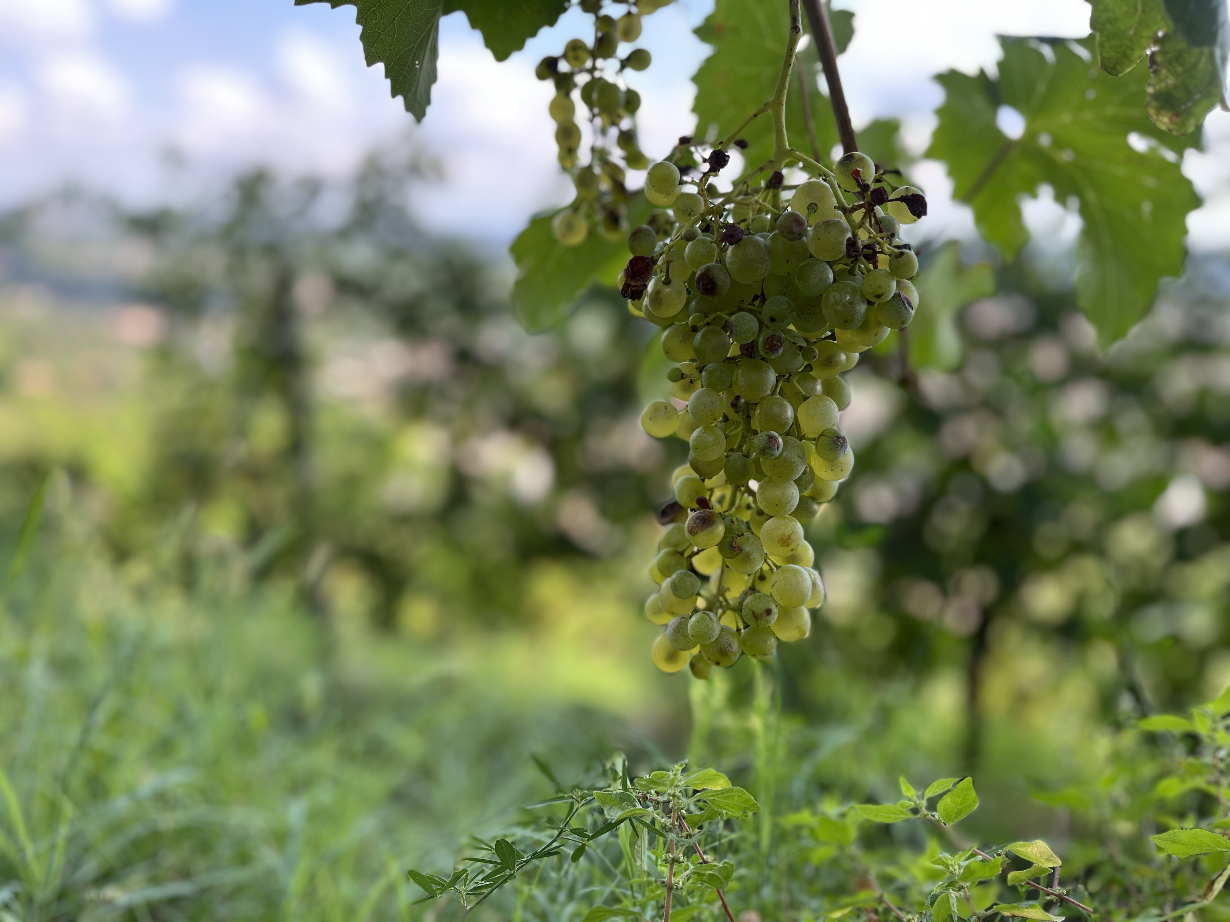The 10 wine highlights from a week in Conegliano Valdobbiadene (and not just Prosecco)