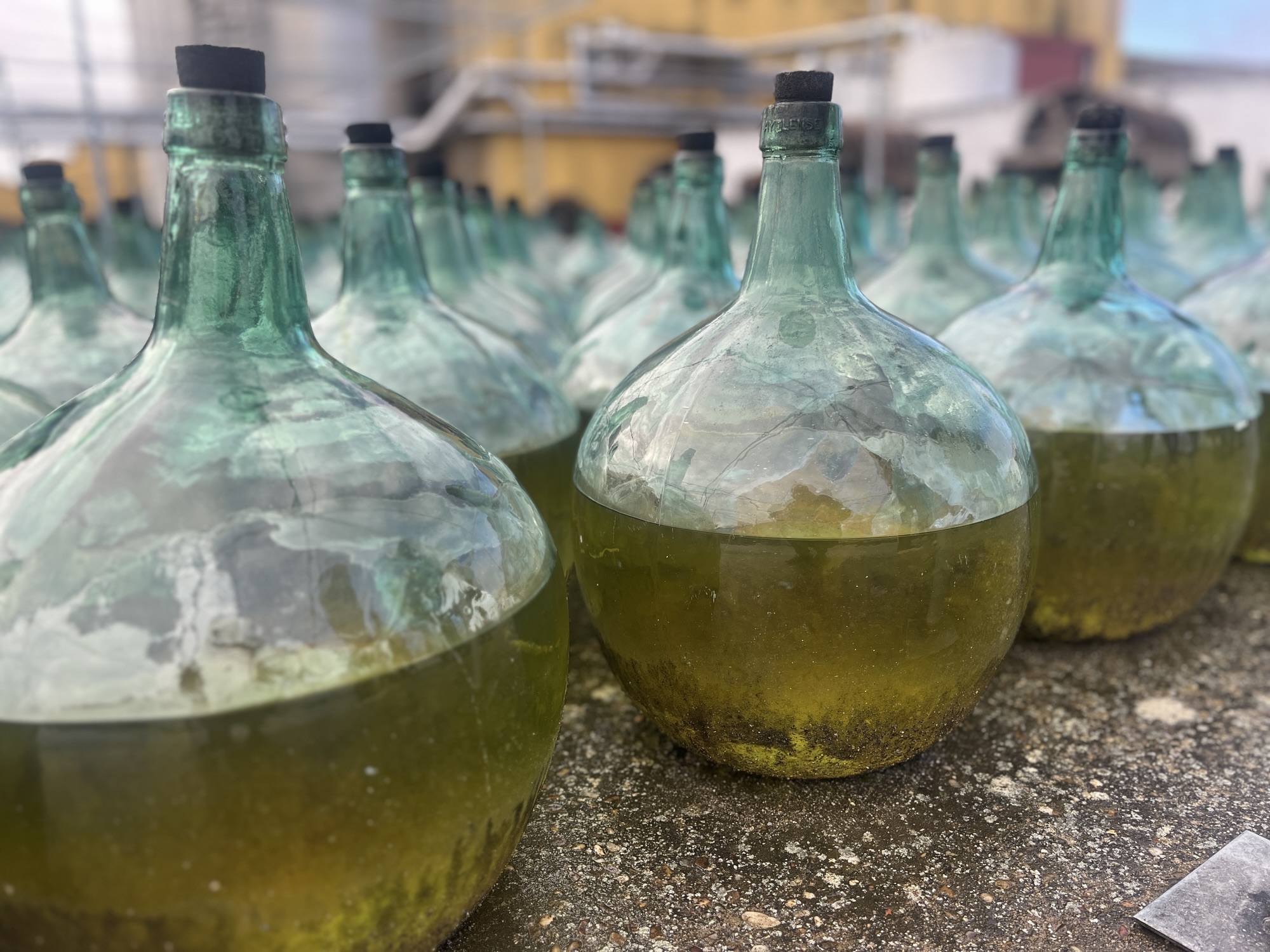 Rueda – a very brief (but quality) Verdejo dive